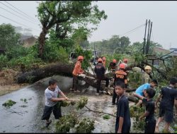 BPBD Kabupaten Maros Bergerak Cepat Tangani Pohon Tumbang di Desa Bonto Tallasa