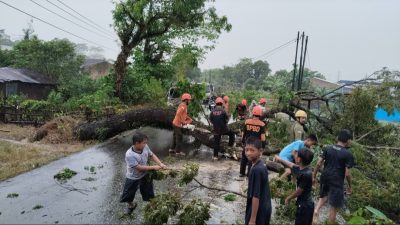 BPBD Kabupaten Maros Bergerak Cepat Tangani Pohon Tumbang di Desa Bonto Tallasa